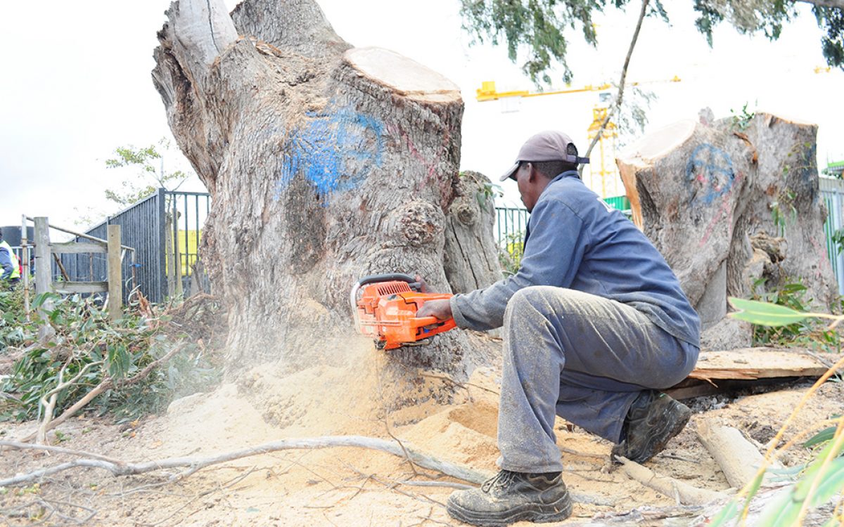 Tree-Felling-for-a-development-in-Tokai-4-1200x750